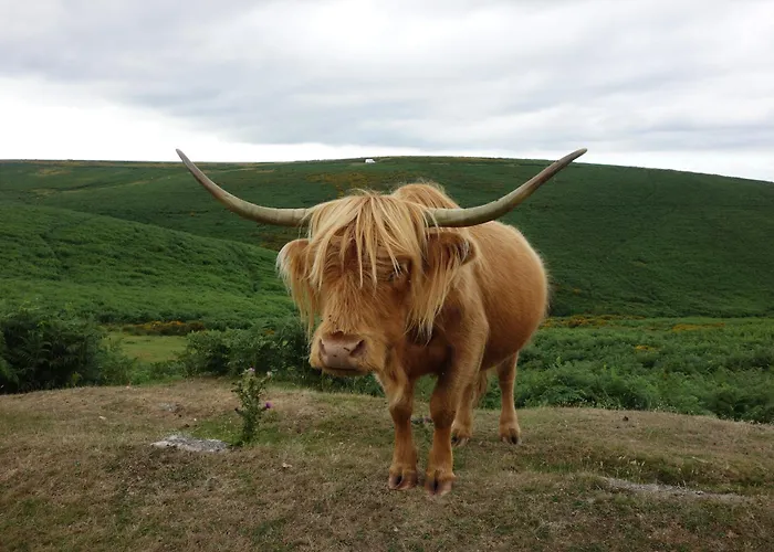Cowshed