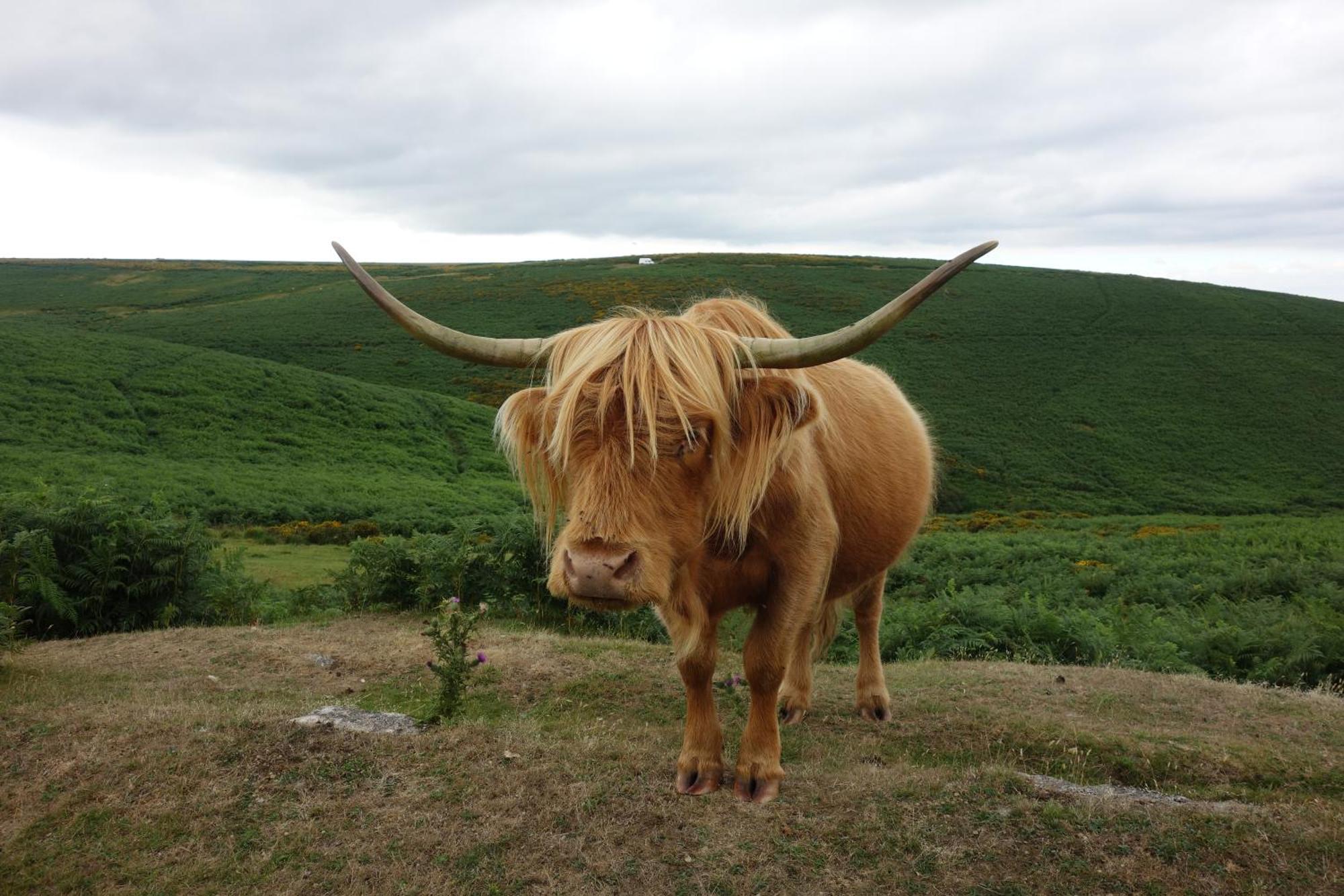 Cowshed *